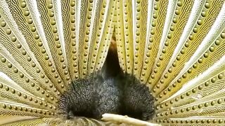 La Magie de la nature