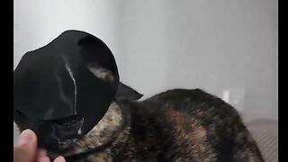 The cat who became Batman's sidekick