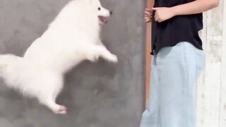 good dog 3