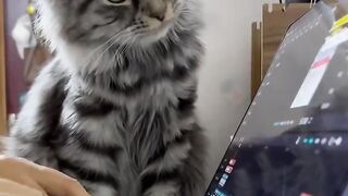 Cats are animals who like adventure