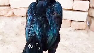 Black tail 2