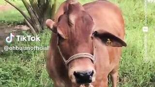 Lembu korban