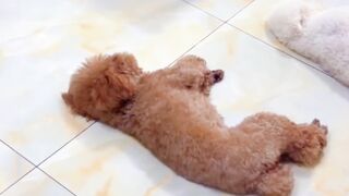 Funniest thing doing by doggy 20