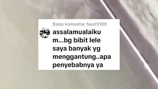 Ikan lele MENGGANTUNG❗Apa penyebabnya❓ Bagaimana cara mengatasinya❓