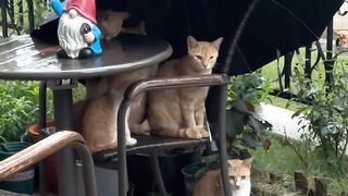 Funny cat video