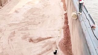 Dog Falls In Cargo Ship Hold!