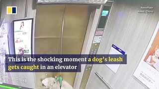 Dog in China escapes injury after leash gets caught in elevator.