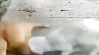 خروف بیرضع من کلب بالعافیہ