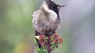 Buffy Helmetcrest_ Manizales - Colombia__Sony A1 l Sony 600mm 1_4 ext _your_best_birds _birds_adored