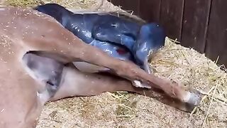 Miniature_Horse_FOAL_❤️????(480p).
