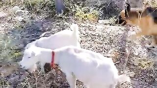 funnyanimals_#funnydogs_#funnygoats(480p).