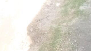snake spotted