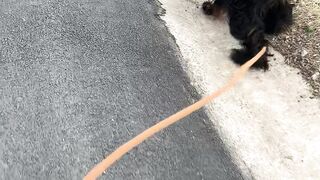 Walking 4