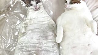Funny cat video 41