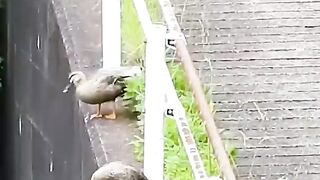 Mother_training_baby_duck_____father#