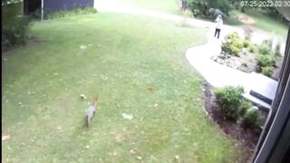 A rabid fox attacks an American woman