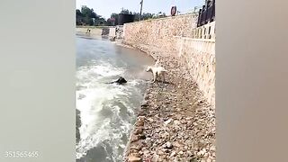 Funny DOGS videos of 2024 have an IQ of 200 ???????? Best Funniest Videos
