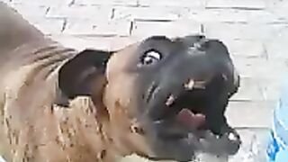 Mi mascota