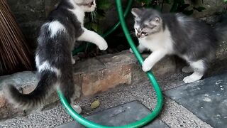 Funny kitten 4