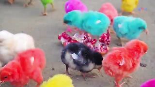 Cute hen baby /colurful hen baby/cute hen chiks