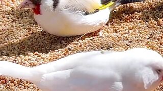 Even more beautiful aviary birds ????☺️ _birds _bird _nature _aviary wildlife
