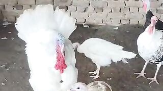 White turkey