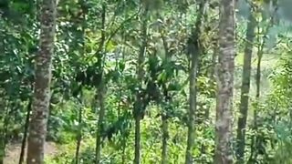 Unfaithful friends left behind while cutting down trees in the forest
