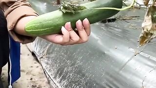 Cucumber cultivation in my area is quite popular with women