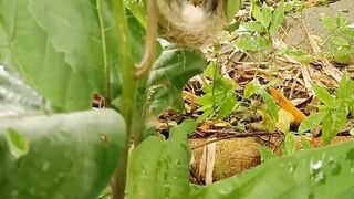 A mother bird is protecting her chicks from heavy rain
