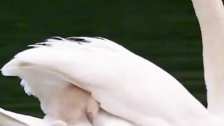 The happiness of goslings playing with their mother