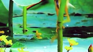 The paddy field bird is hunting for fish