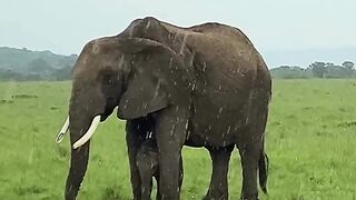 Mother elephant protecting her calf from heavy rain