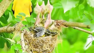 A mother bird is feeding her chicks in the nest