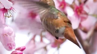 Most Dangerous Birds!