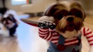 puppies funny cute dressing