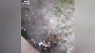 Funny Animal attack . Extreme very Hard to not Laugh