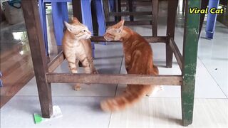 Cats Fighting and Meowing - These Two are Bloody Brothers | Viral Cat