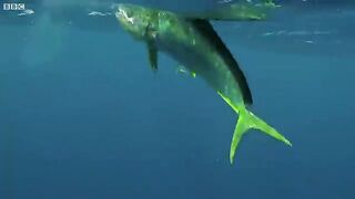 Flying Fish Picked Off From Above And Below | The Hunt | BBC Earth