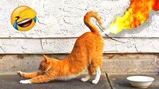 So Funny Animals - Funniest Cats and Dogs Part 3