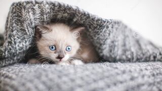 FUNNY CUTE CAT/LOVELY CAT