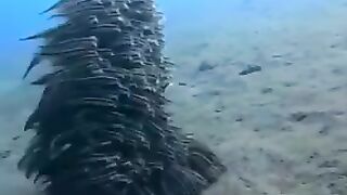 ???? ????