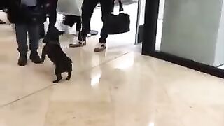 Bull_Dog_Plays_With_Balloon_in_the_Mall____ViralHog