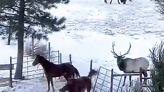 Elk_and_Horses_Meet_at_Fence____ViralHog(360p).