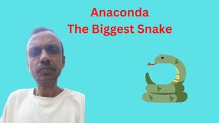 Anaconda