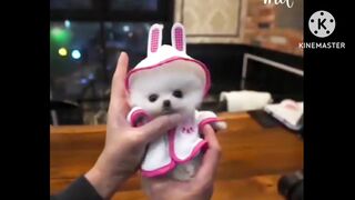 Cute Little Puppy