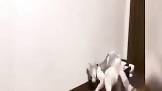 Cat vs dog funny
