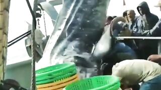 Big whale fish???????? Follow for more videos