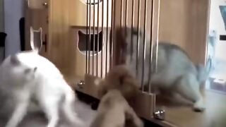 the best funny animal videos compilation .try not to laugh ???? ????