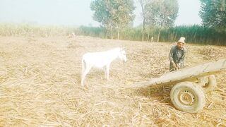کھوتا چور  فنی ویڈیو