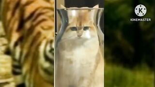 Best funniest cats and dogs